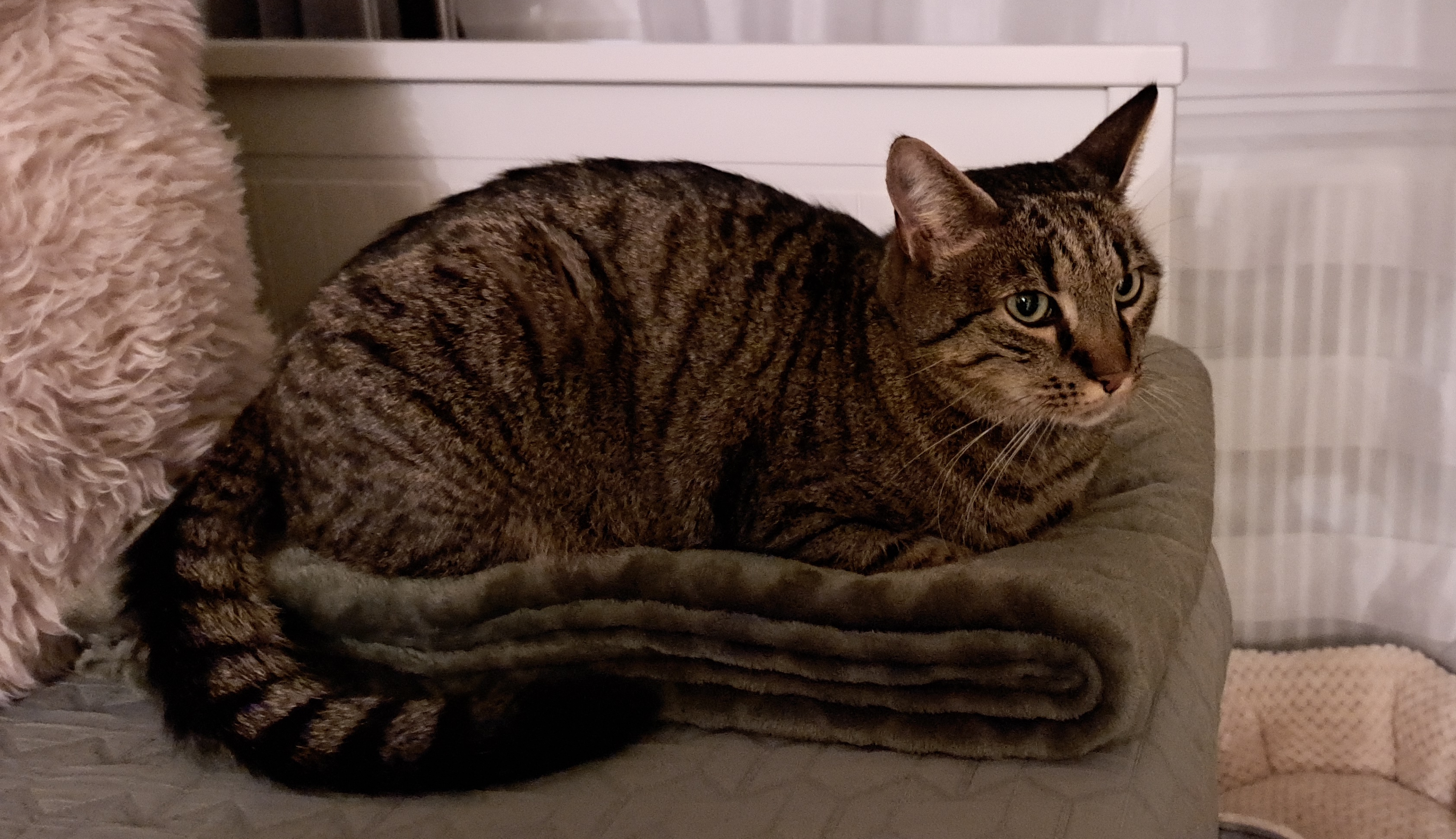 Rocky